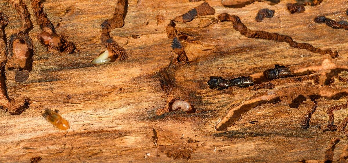 termites crawling on a piece of damaged wood