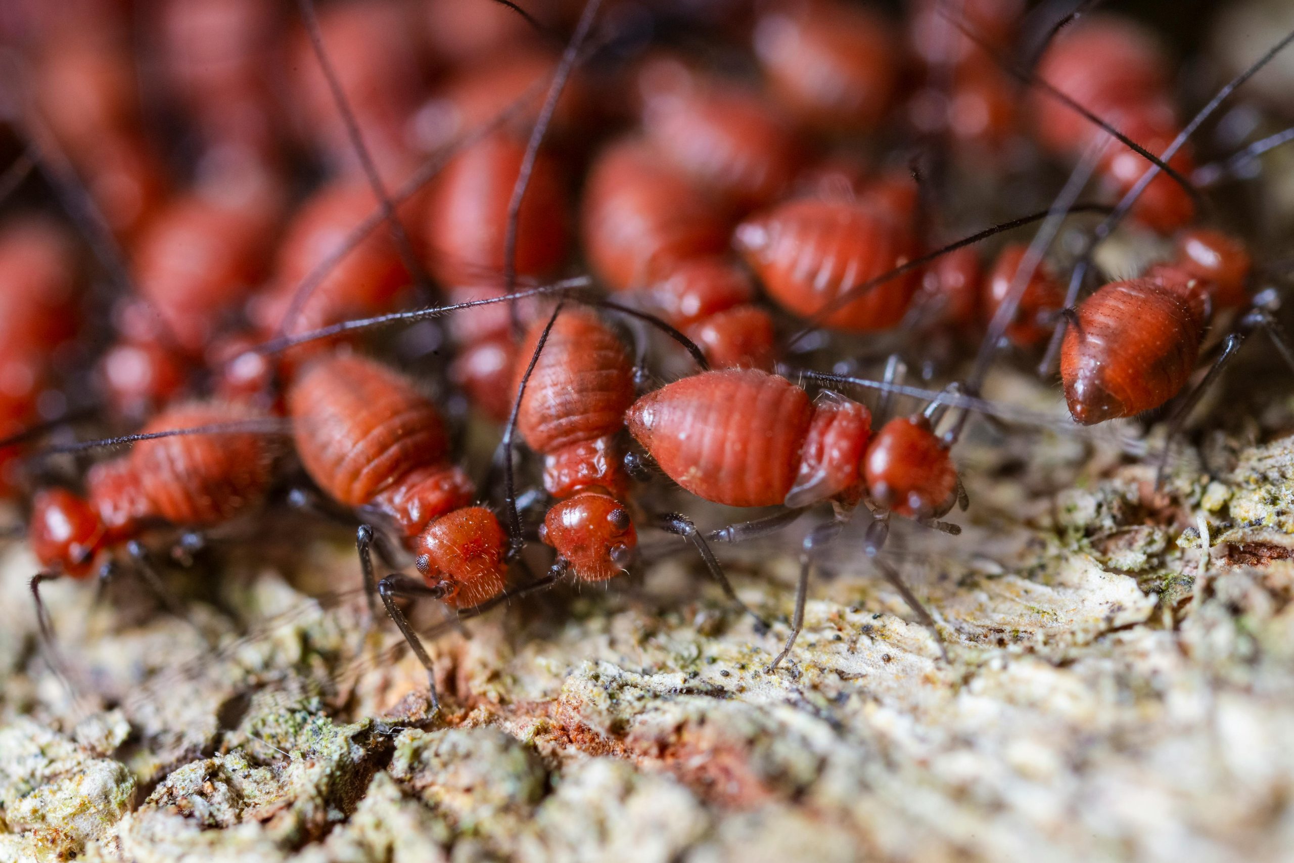 colony of termites